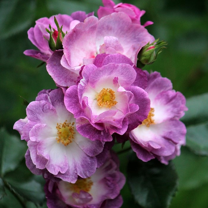 バラ苗【中苗】マーブルシャワー 国産苗 6号鉢植え品《OM-ZEK》2025春