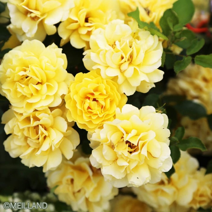 冬季大苗】バラ苗 ゴールデンストリートカラーズ 国産苗 6号鉢植え品