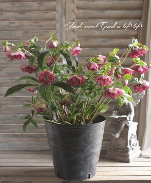 ✿㉖-137クリスマスローズ 札幌市..百合が原公園..クリスマスローズ 2026年2月23日(月曜日)..午前