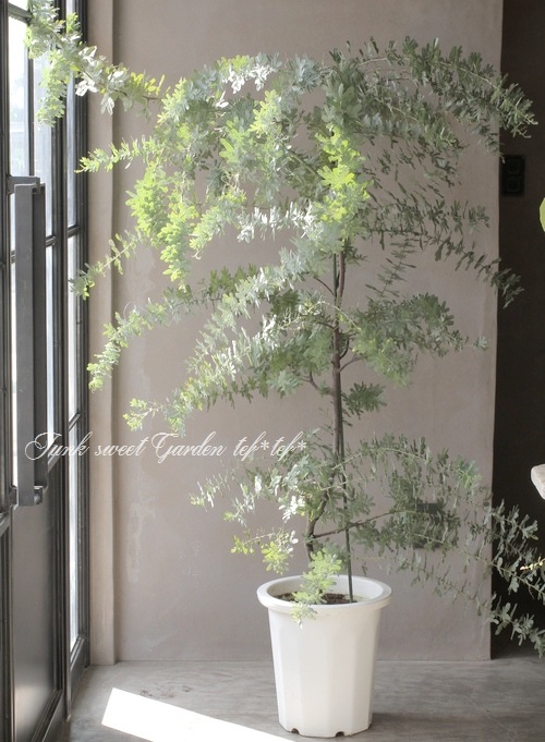 銀葉アカシア 『ミモザアカシア』 | すべての商品 | | Junk sweet