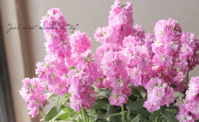 八重咲きストック 『ライラック』 | すべての商品 | | Junk sweet