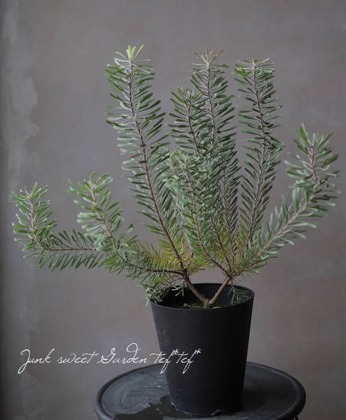 リューカデンドロン 『パープルヘイズ』 | すべての商品 | | Junk