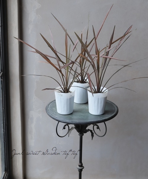 コルジリネ 『コーヒークラシック』 | すべての商品 | | Junk sweet