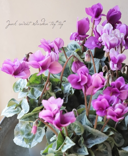 軽井沢たけいち園芸】 八重咲きシクラメン 『フェアリーピコ