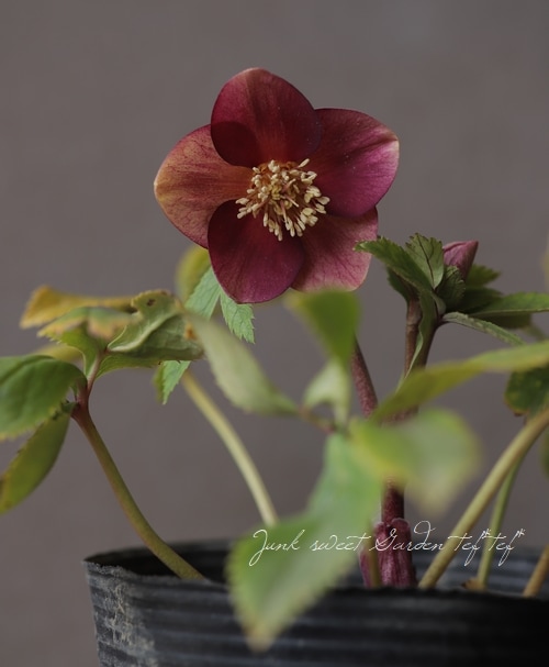 クリスマスローズ 小輪オーレア系 『リバーシブルレッド s』 No.O