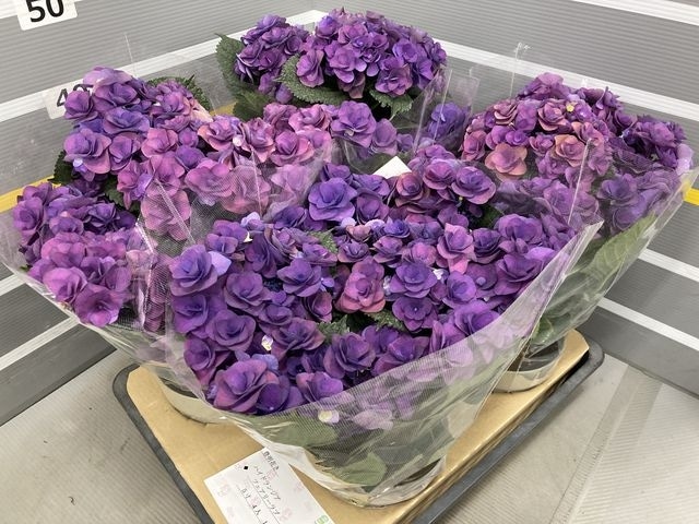 八重咲き紫陽花 『フェアリーラブ』 ブルー | すべての商品 | | Junk