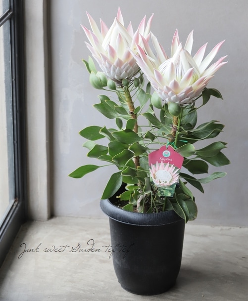 キングプロテア・シナロイデス 『キングピンク -King pink