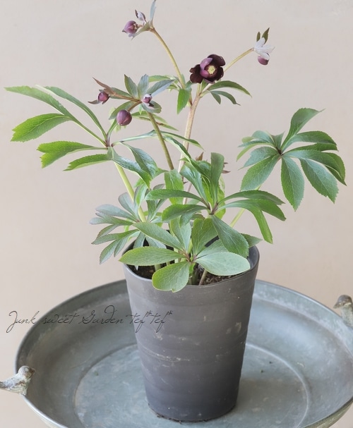 広瀬園芸さん】 クリスマスローズ 『クレオパトラ』 No.9 | すべての