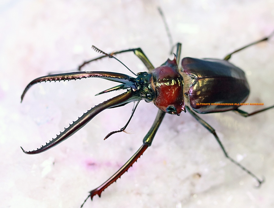 2026,2/22新着WILD 超Ultimate15 南米チリ便 世界最高峰!! チリ