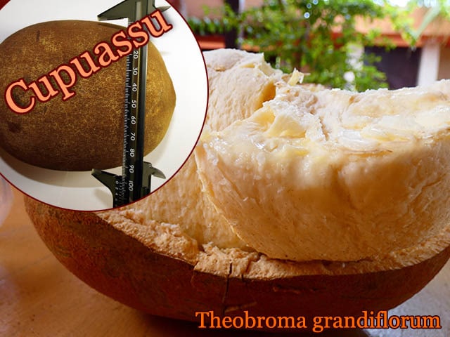熱帯果樹・クプアス]テオブロマ・グランディフローラム(Theobroma