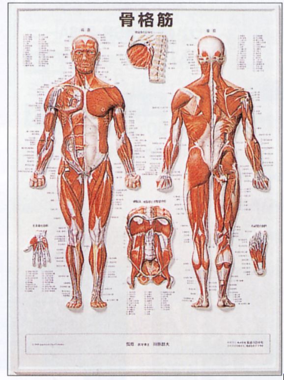 3D人体チャート（骨格筋）