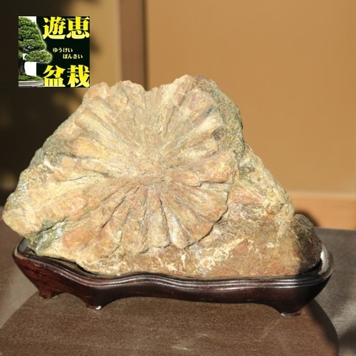 水石：菊花石 【現品】*資材 きっかせき | 水石・飾り石,水石 | 遊恵