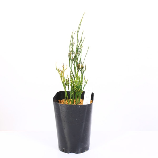 古典園芸植物：松葉蘭（マツバラン）「東洋角」*まつばらん | 古典植物