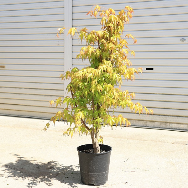 庭木 植木：桂もみじ（桂モミジ）* カツラモミジ 単木 ポット 7号良品