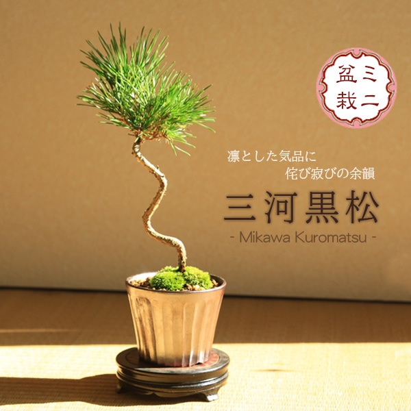 ミニ盆栽：三河黒松（文人・曲）*（瀬戸焼銅色反丸鉢）苔付き お試し
