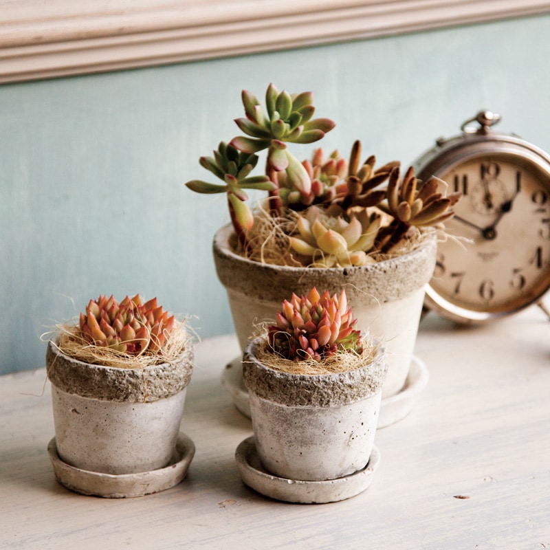 レト ラウンド/スクエア 受け皿付き | レト | 植木鉢・テラコッタと