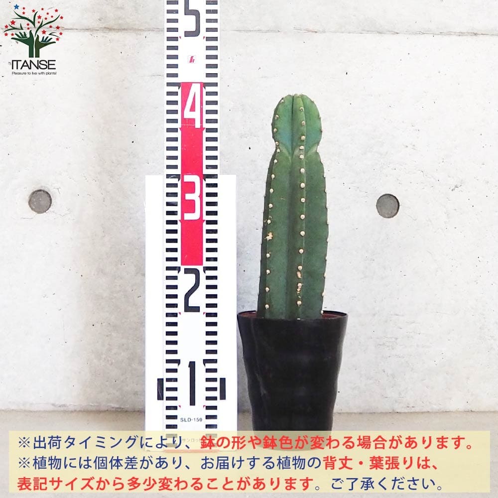 柱サボテン 鬼面閣(キメンカク)【観葉植物 4.5号鉢】｜ 【植物の