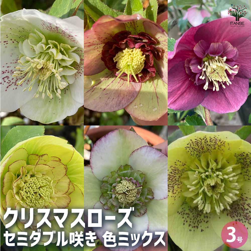 クリスマスローズ セミダブル咲きMIX2個～ 【花苗 3号ポット