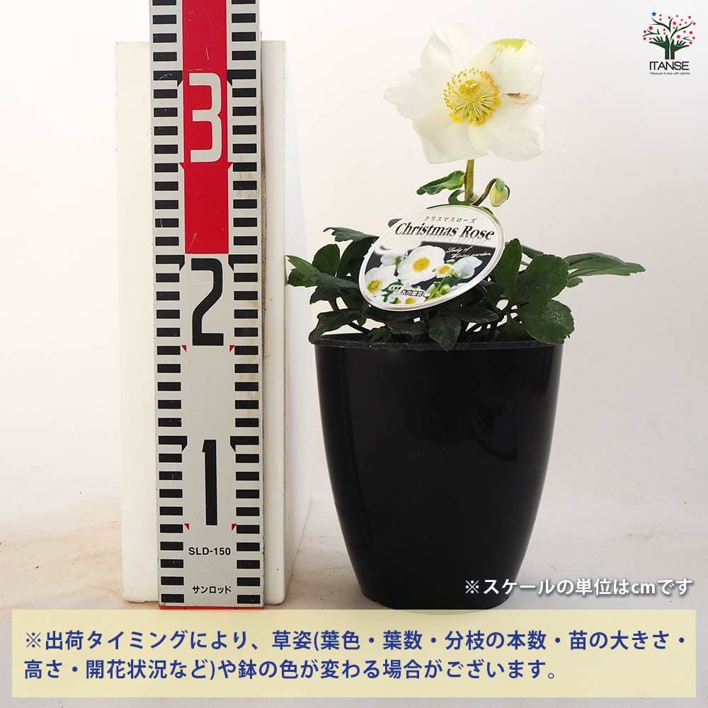 クリスマスローズ ウィンターゴールド 【花苗 5号ポット／1個売り