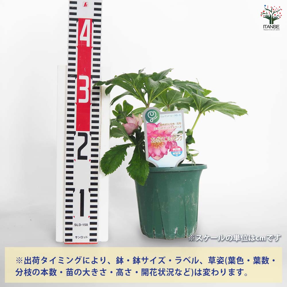 クリスマスローズ エレガンスフレアピンク 【花苗 5号／1個売り