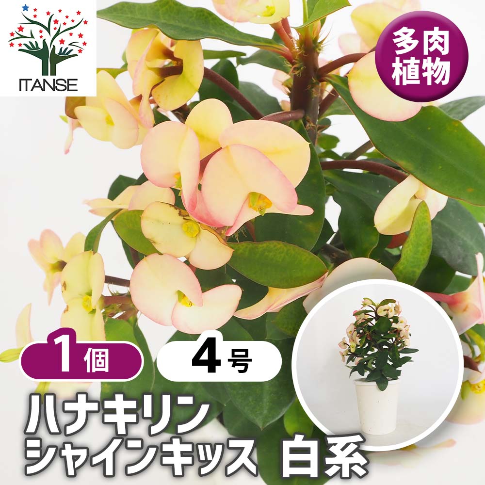 ハナキリン シャインキッス白系 【多肉植物 4号／1個売り】｜ 【植物の