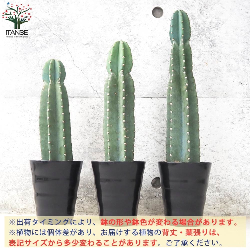 柱サボテン 鬼面閣(キメンカク)【観葉植物 4.5号鉢】｜ 【植物の