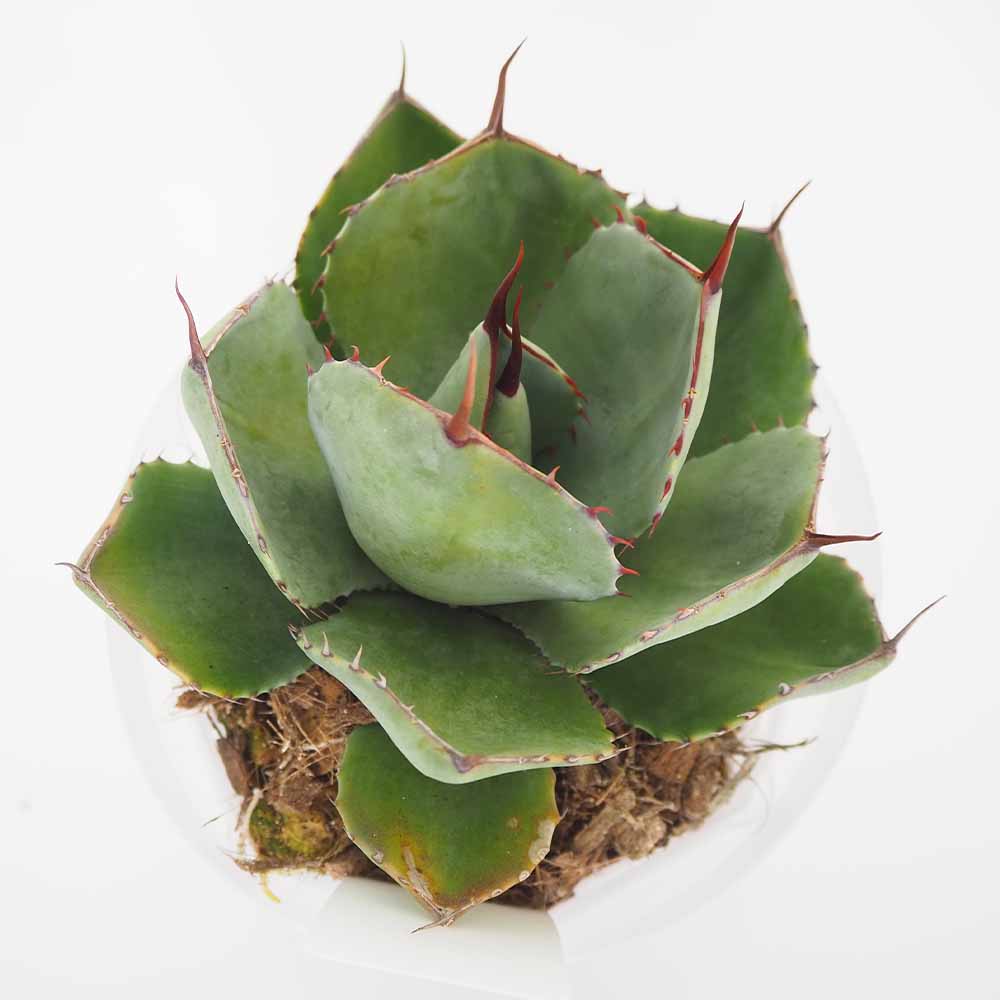 アガベ パリー 【多肉植物 5号／1個売り】｜ 【植物のITANSE
