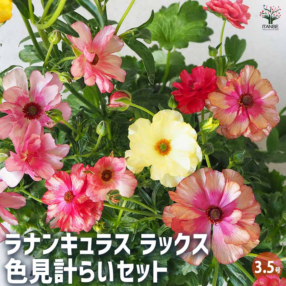 ラナンキュラス ラックス色品種見計い2個～ 【花苗 5号】｜ 【植物の
