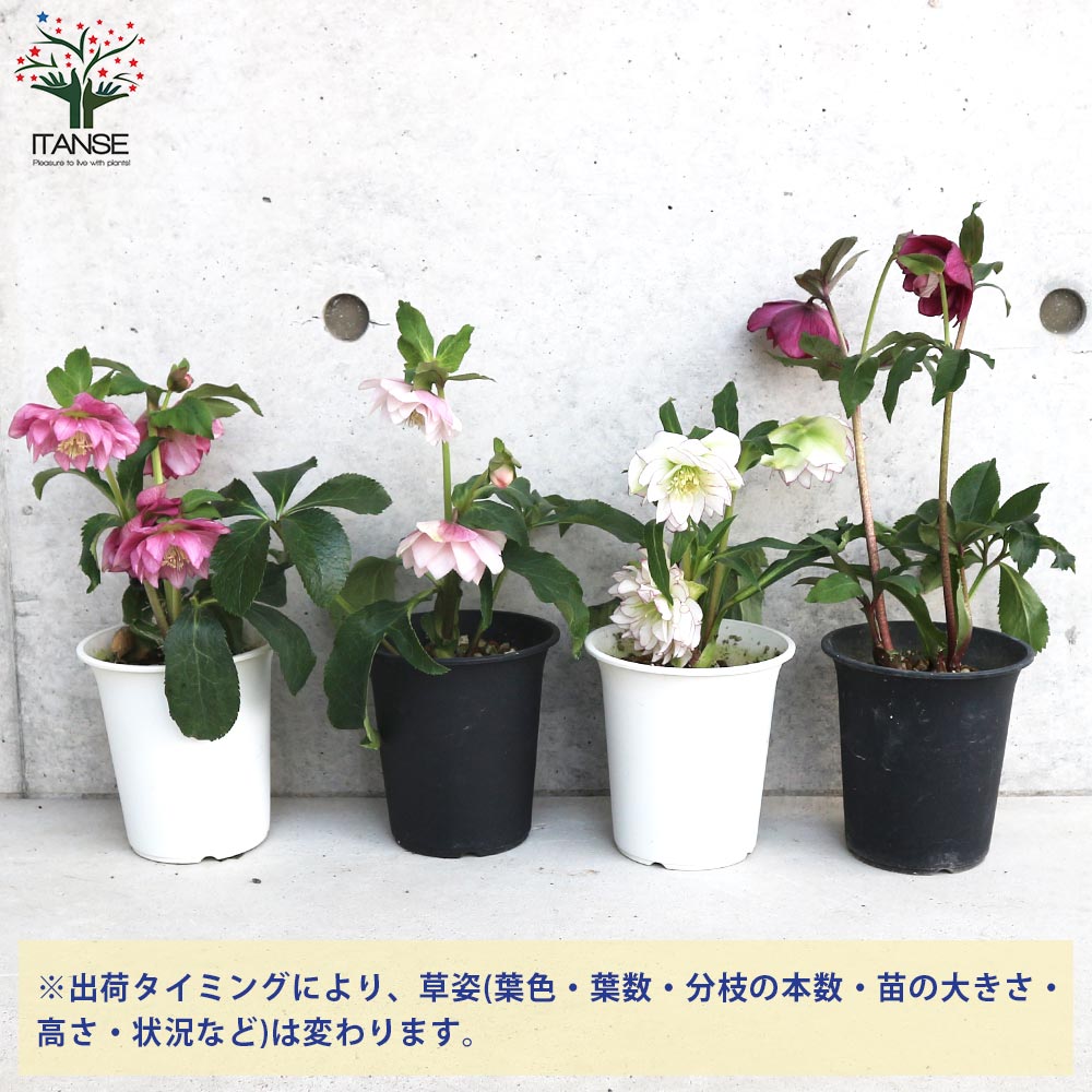 クリスマスローズ 八重咲品種・色ミックス見計らいセット2個～【花苗 4