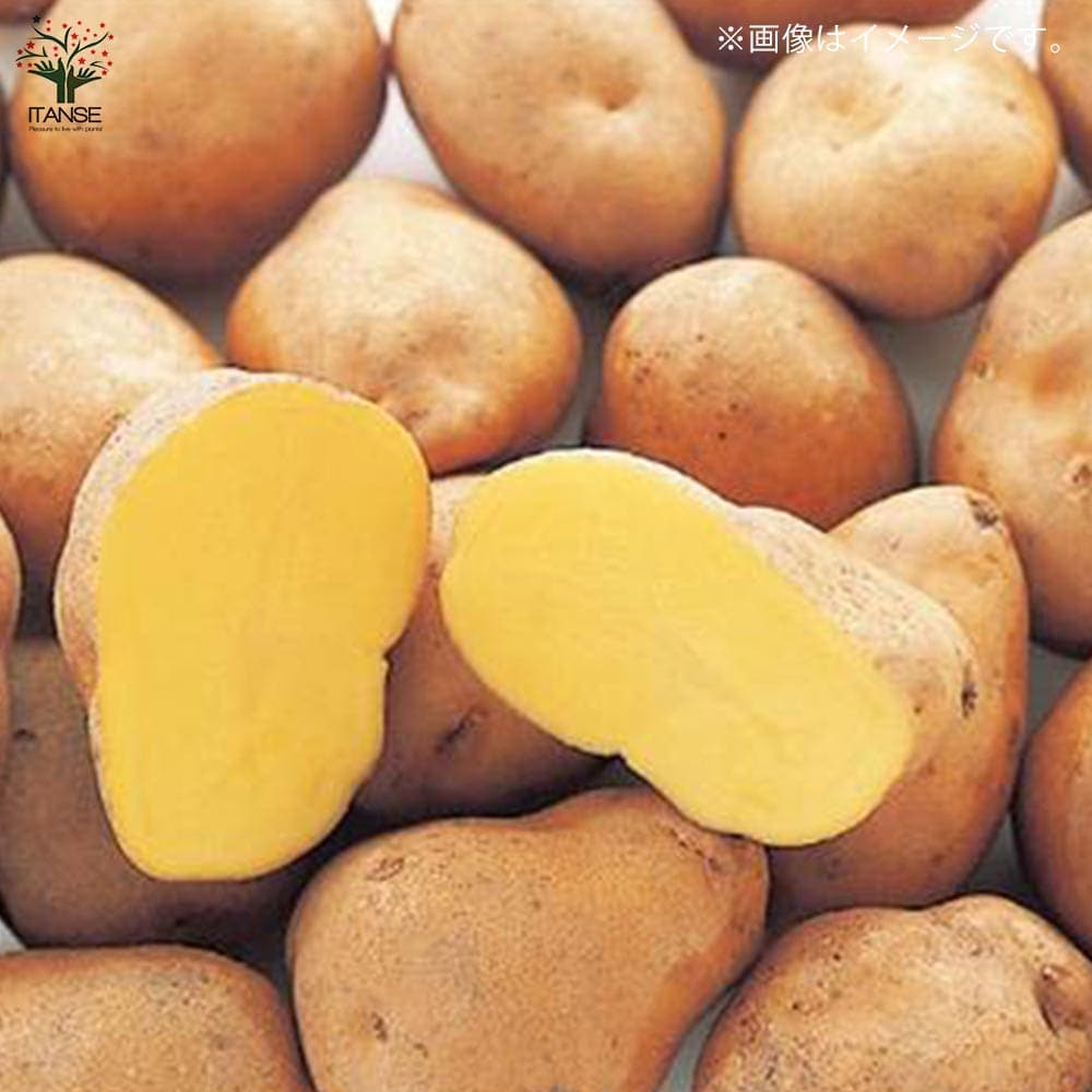 じゃがいもの種芋 品種:インカのめざめ【野菜種芋】｜ 【植物の
