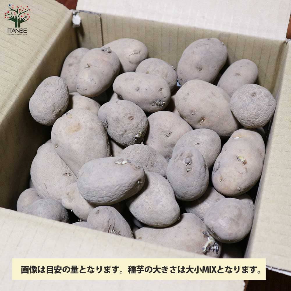 6kg m33 インカのめざめ 種芋 ジャガイモ インカのめざめ タネイモ｜種