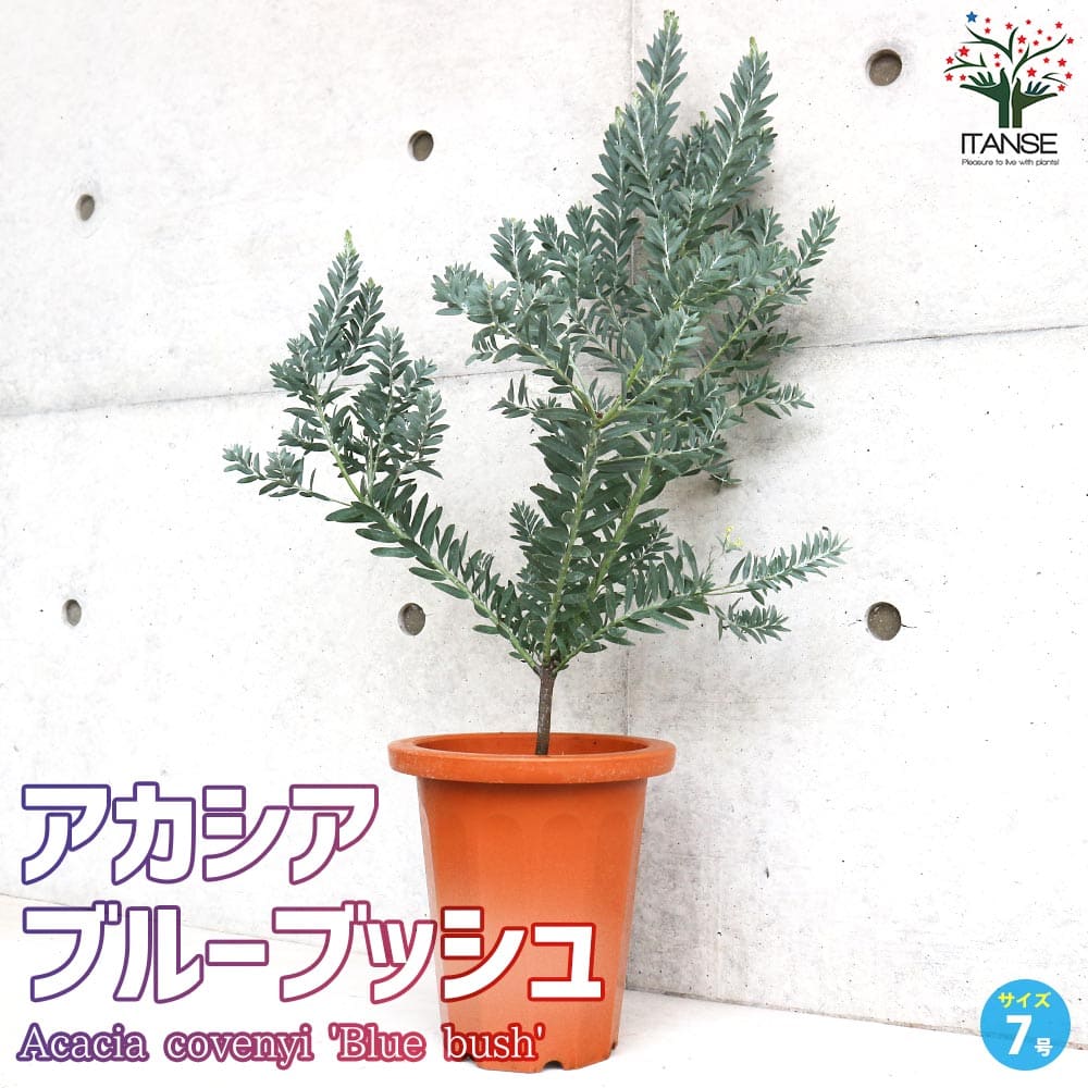 アカシア ブルーブッシュ【花苗 7号茶鉢】｜ 【植物のITANSE