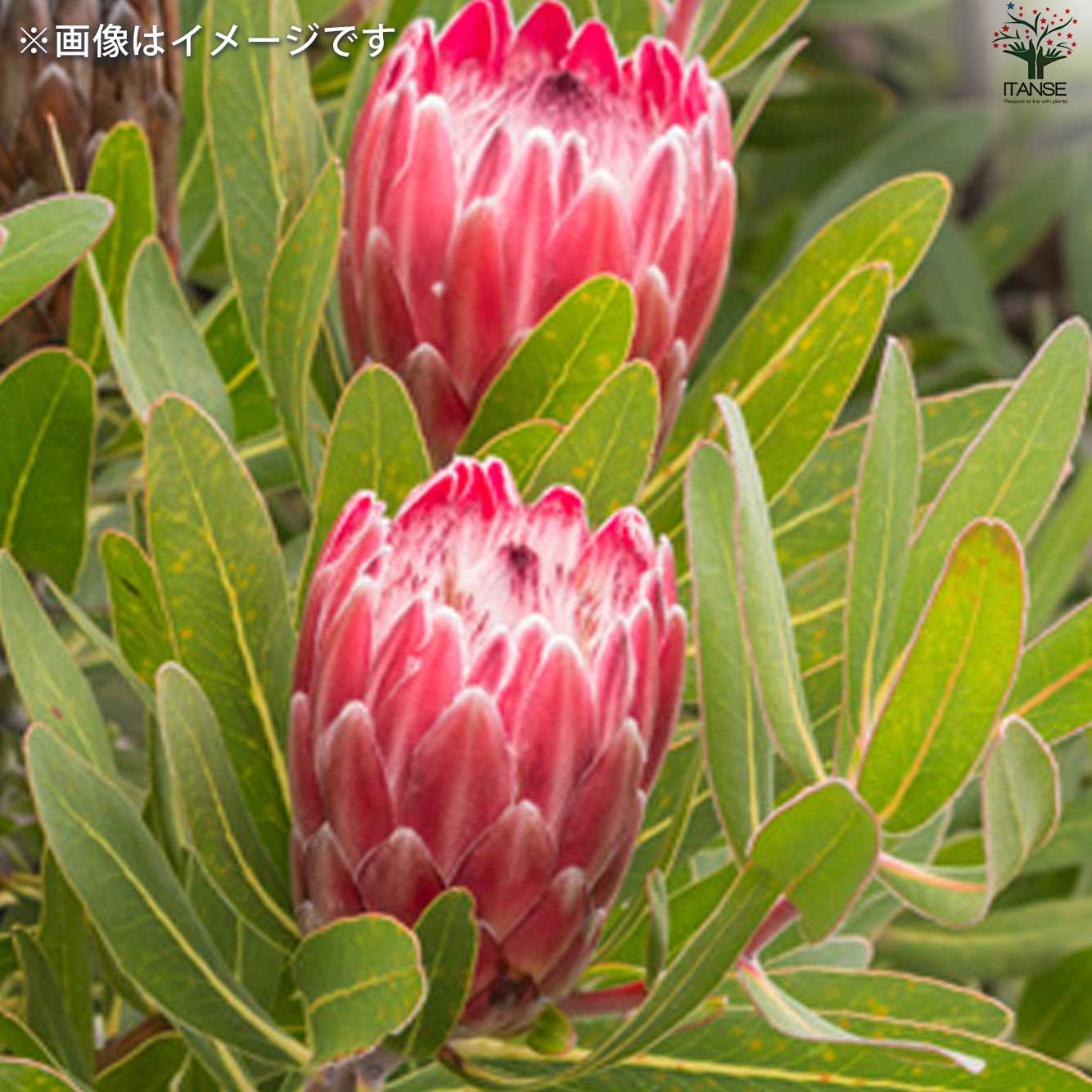 プロテア スペシャルピンクアイス【花苗 6号鉢／1個売り】｜ 【植物の