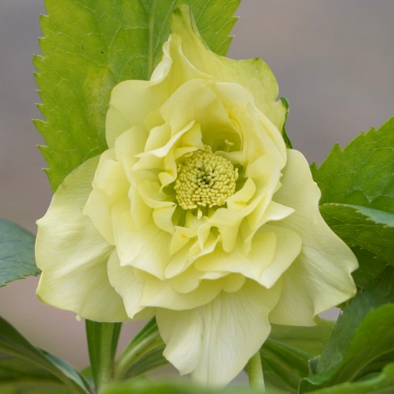 クリスマスローズ「イエロー系」3.5号ロングポット