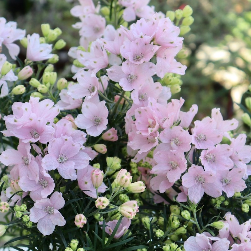 やっぱり可愛い♪デルフィニウム「さくらひめ」【4号鉢】