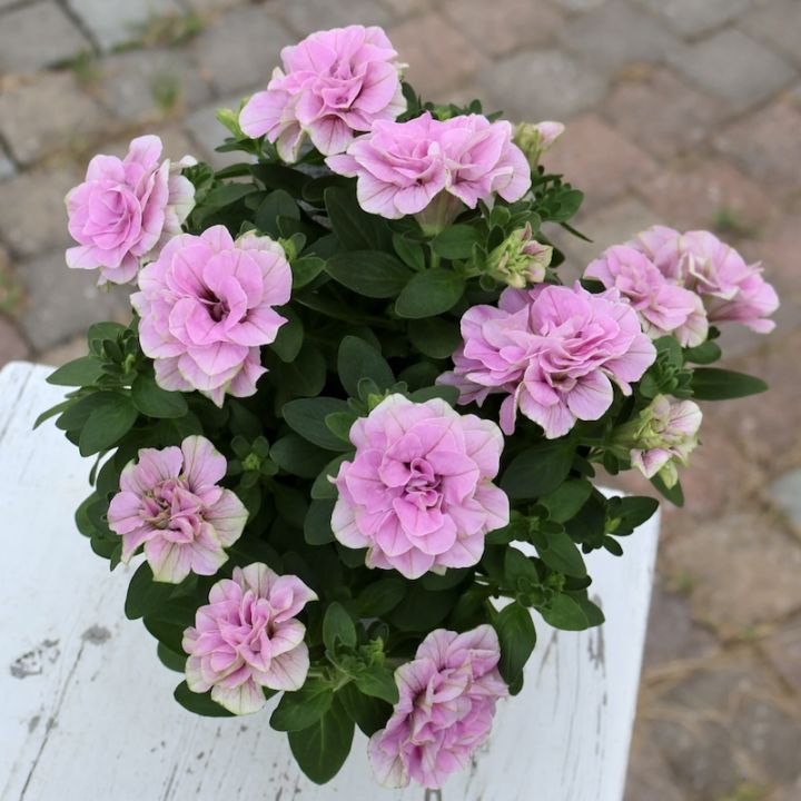 在庫限り!! 超良株☆花日和さんの八重咲きペチュニア・ベルチャーム