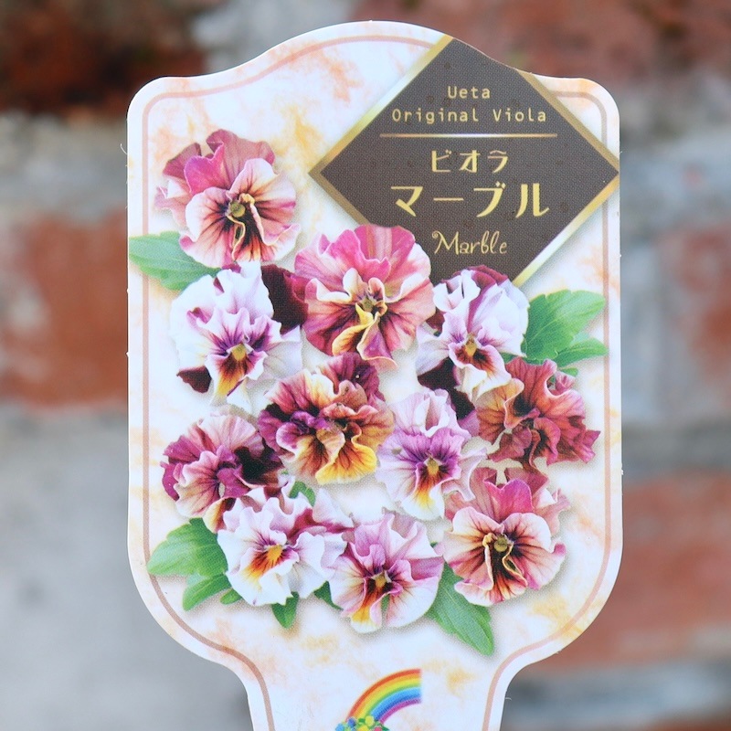 画像で色を選べる!!高知・植田さんのフリル咲きビオラ「マーブル」30番