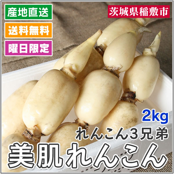 セロリ - 三竹さんのあまっ娘セロリ 1株 [愛知] | 野菜 | | 農家の台所