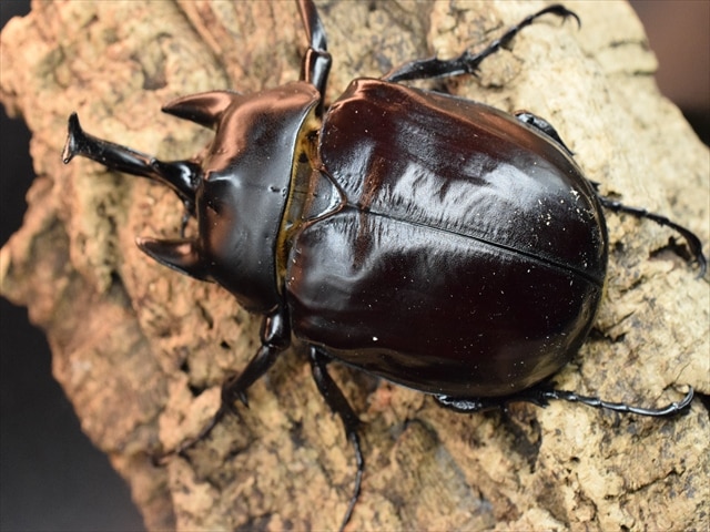 成虫ペア】アクティオンゾウカブト（アクタエオンゾウカブト）【新成虫