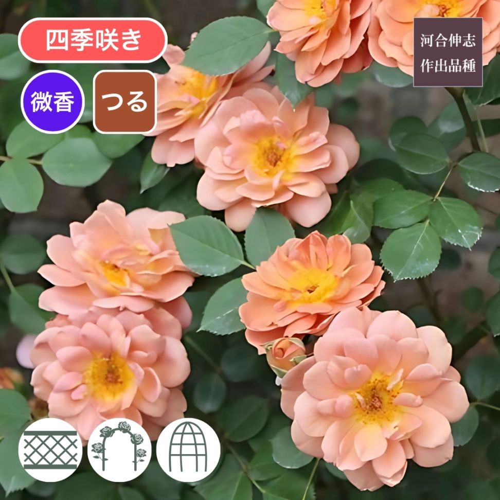 バラ苗 予約新苗 2026 ショコラティエ Chocolatie 国産ノイバラ台木