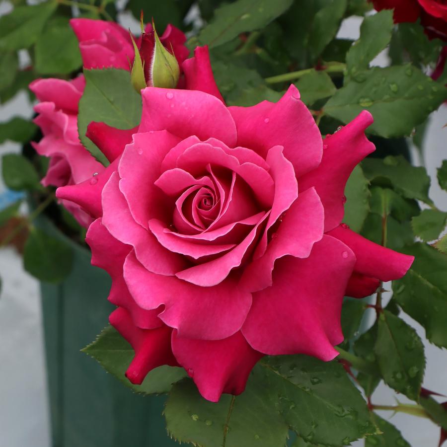 バラ苗 予約スタンダードローズ 2026 レディソウル STD 1.2m 国産