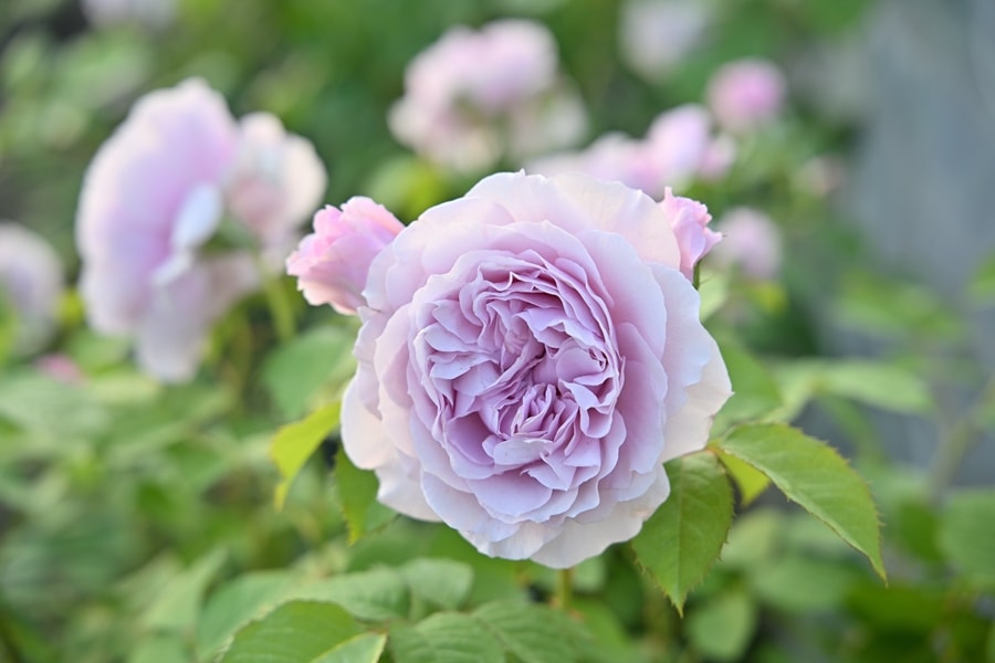 グロッグ（新苗予約）7号鉢植え kawamoto Rose Garden（河本バラ園