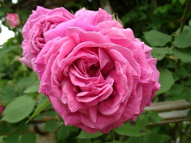 ポール・ネイロン（大苗）7号鉢植え バラ苗 オールドローズ