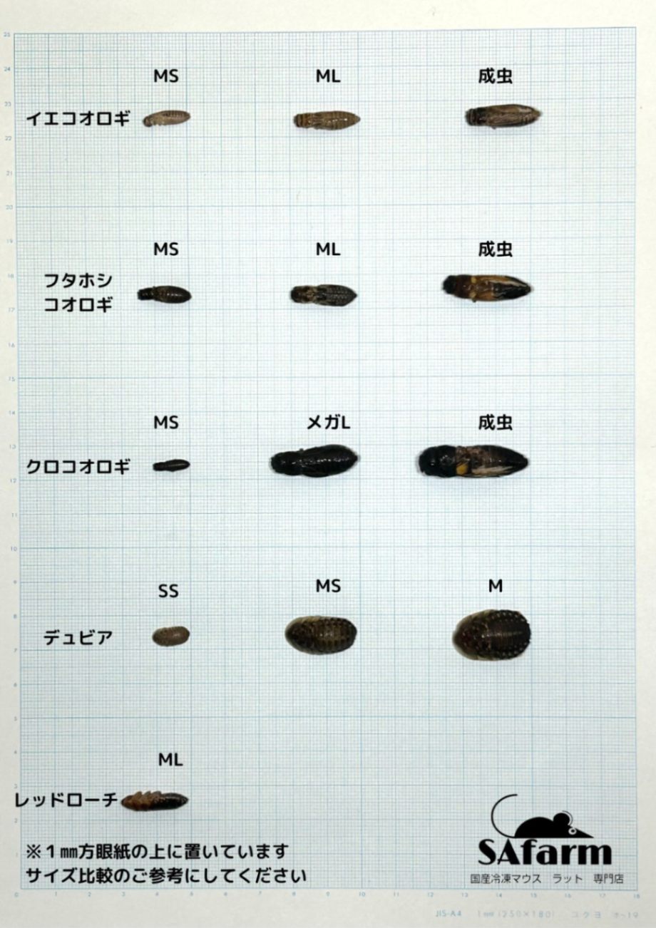 冷凍クロコオロギ MS 約3200匹入り | 冷凍昆虫 | SAfarm 国産冷凍