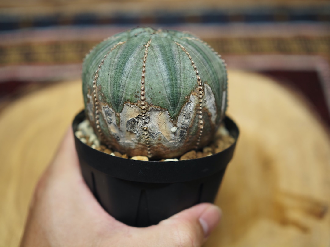 モンスト成長点オベサ】 迫力あり 輸入株 ユーフォルビア・オベサ