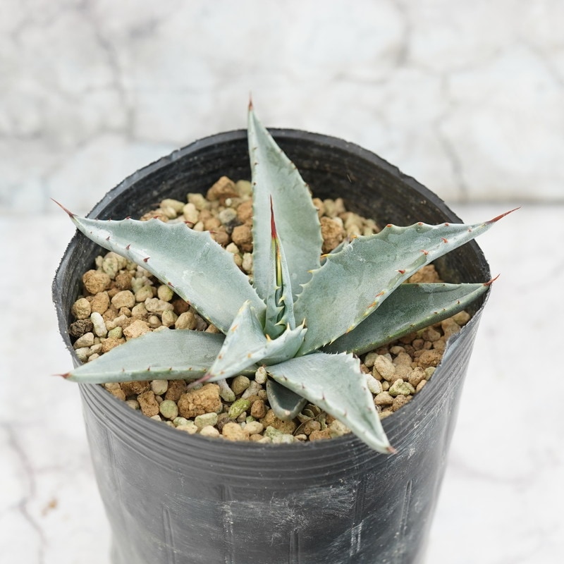 アガベ・モンタナ [ブルー」”ホワイトブルー” 実生選抜株 3号ロング