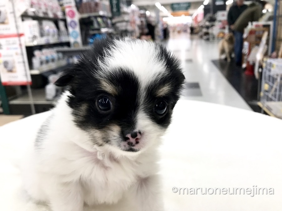 チワワ】仰天のオンリーワンフェイス！性格も従順をインプレ！：梅島店