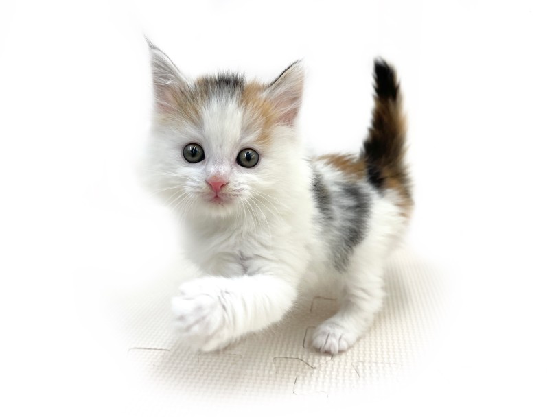 ノルウェージャンフォレストキャット 】愛らしい見た目と性格の三毛猫