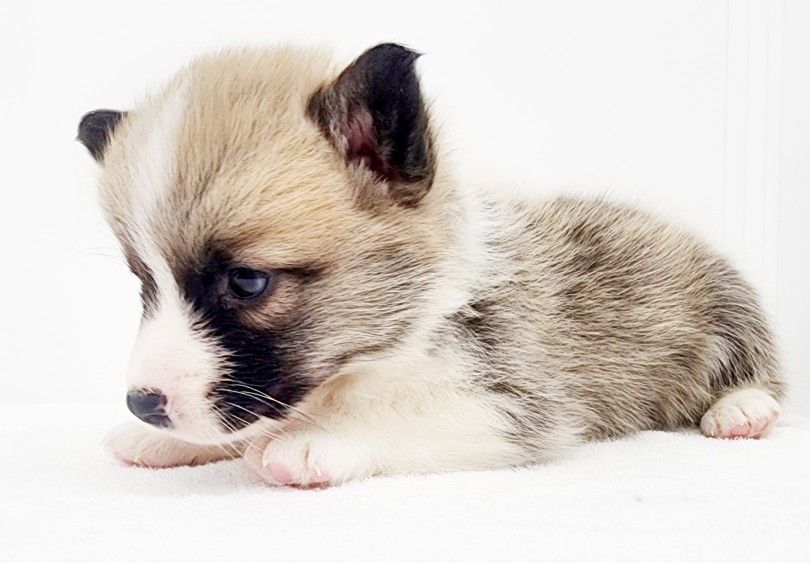コーギー 】食パンみたいなお尻が可愛い！短足界のスーパースター