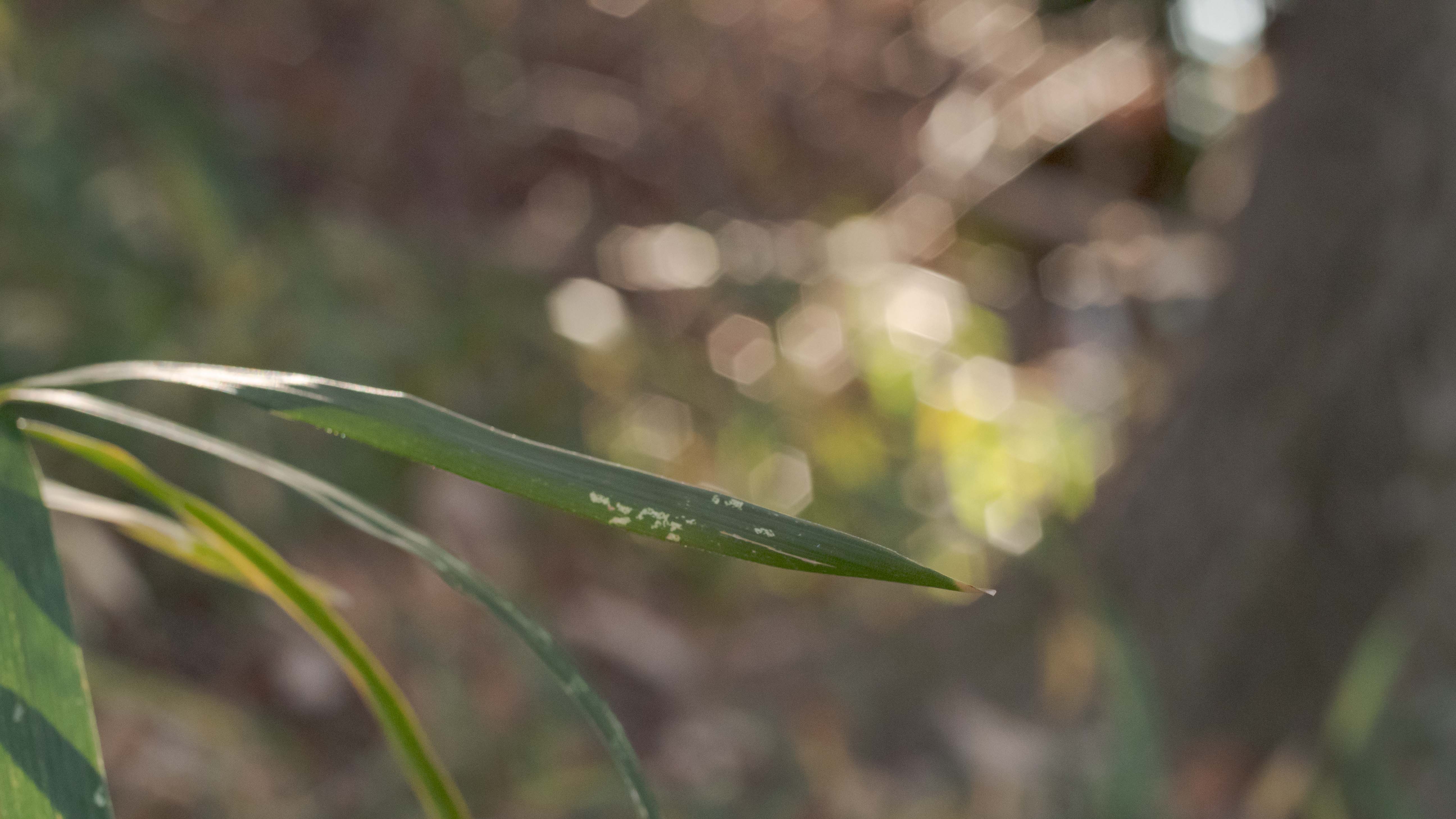 ぐるぐるボケ＆逆光耐性なさすぎ クセ強め MCヘリオス77M-4 50/1.8 M42